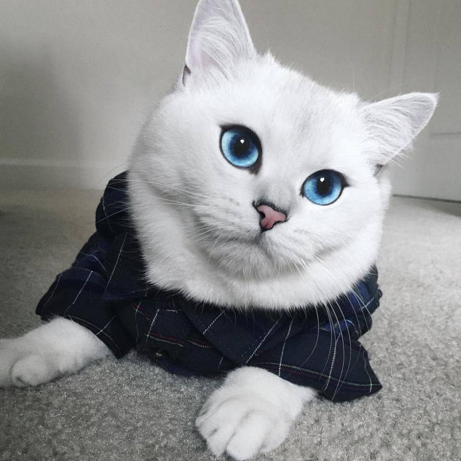 Шиншилла Пойнт Коби
