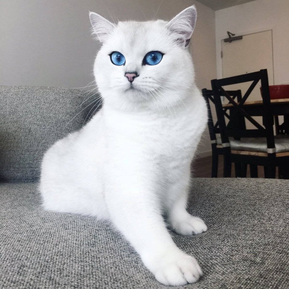 Голубоглазый кот