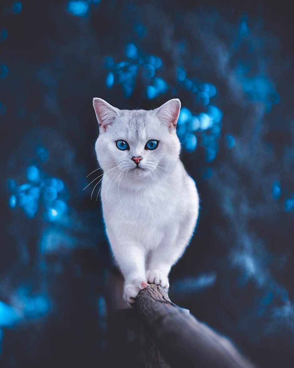 Кошка с голубыми глазами