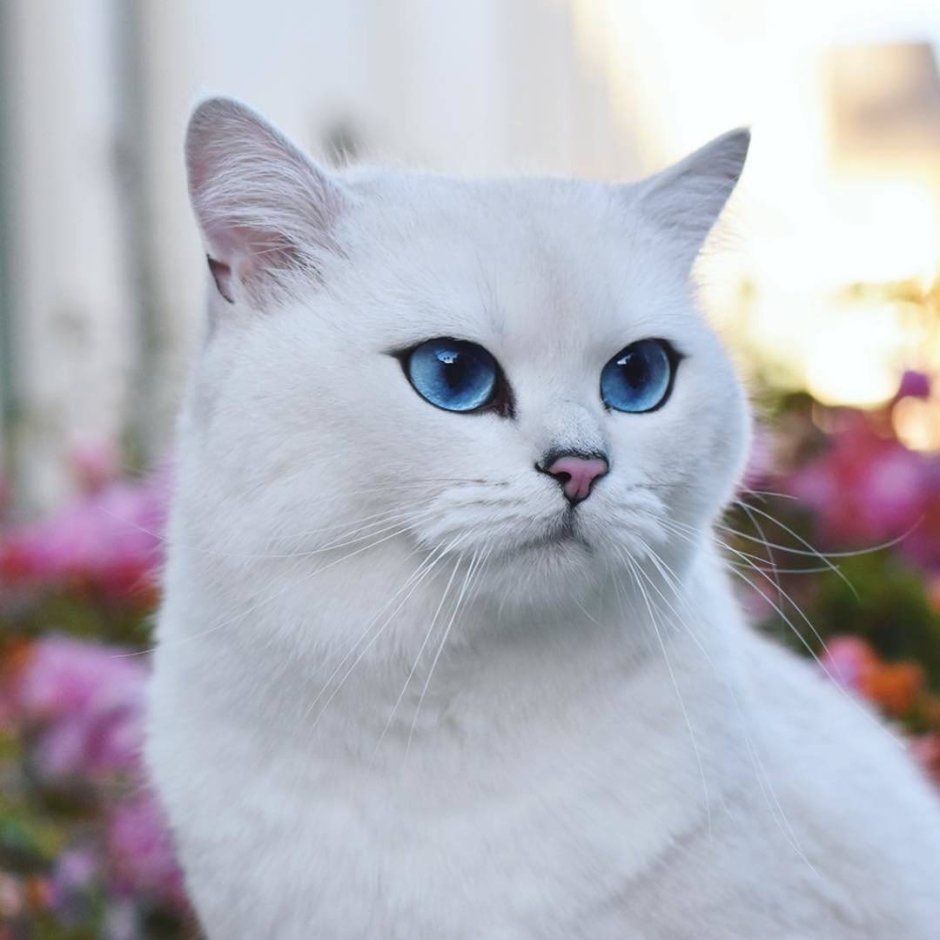 Британская шиншилла Коби кошка
