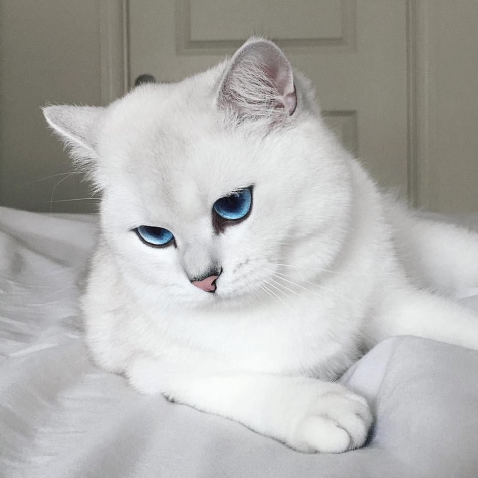 Кошка шиншилла Коби