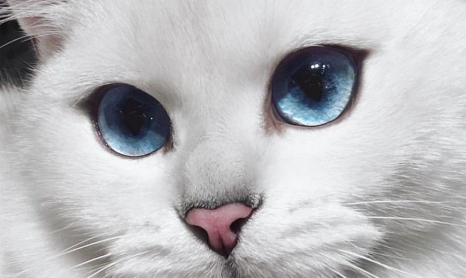 Няшные котейки
