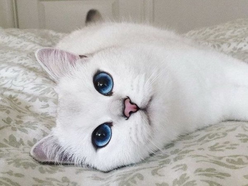 Белые коты Эстетика
