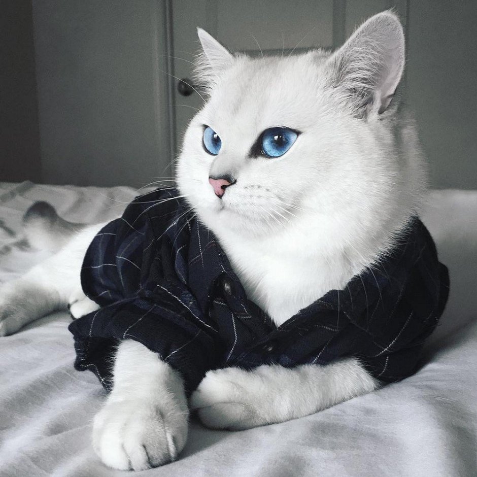 Кот с голубыми глазами Коби