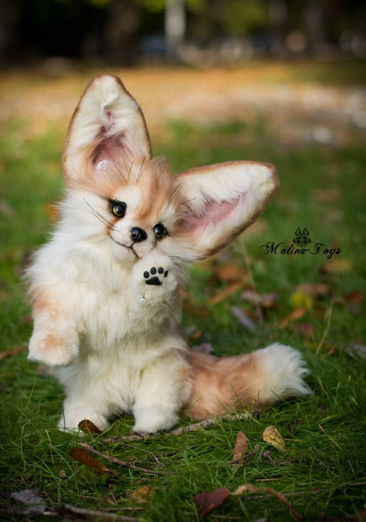 Лисички фенек