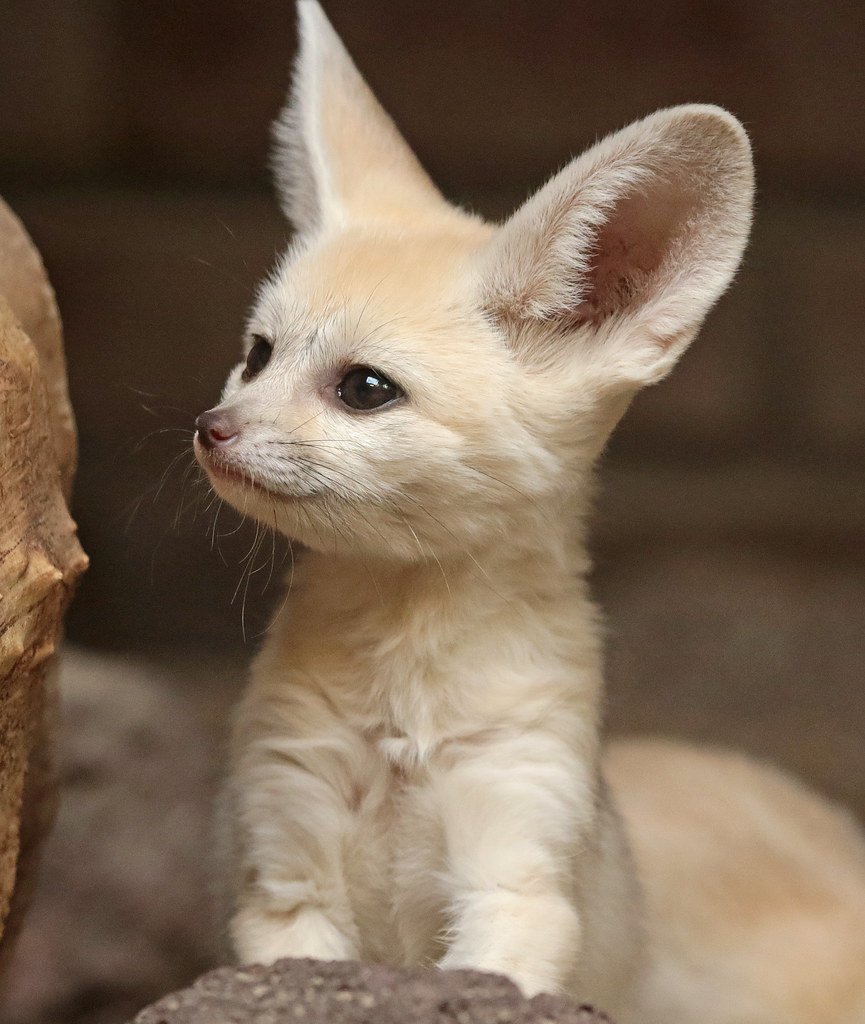 Лисичка фенек и собака