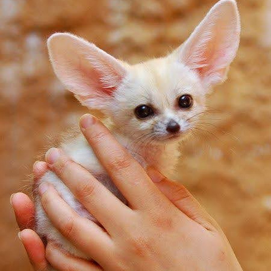 Ушастая лиса фенек