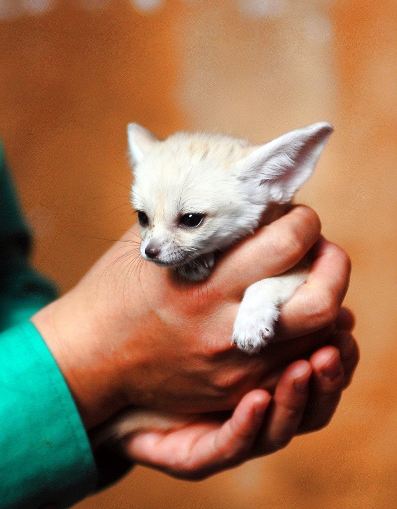 Ушастая лиса фенек