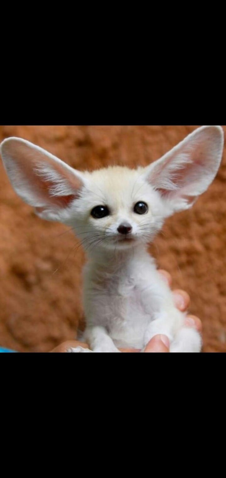 Порода собак фенек