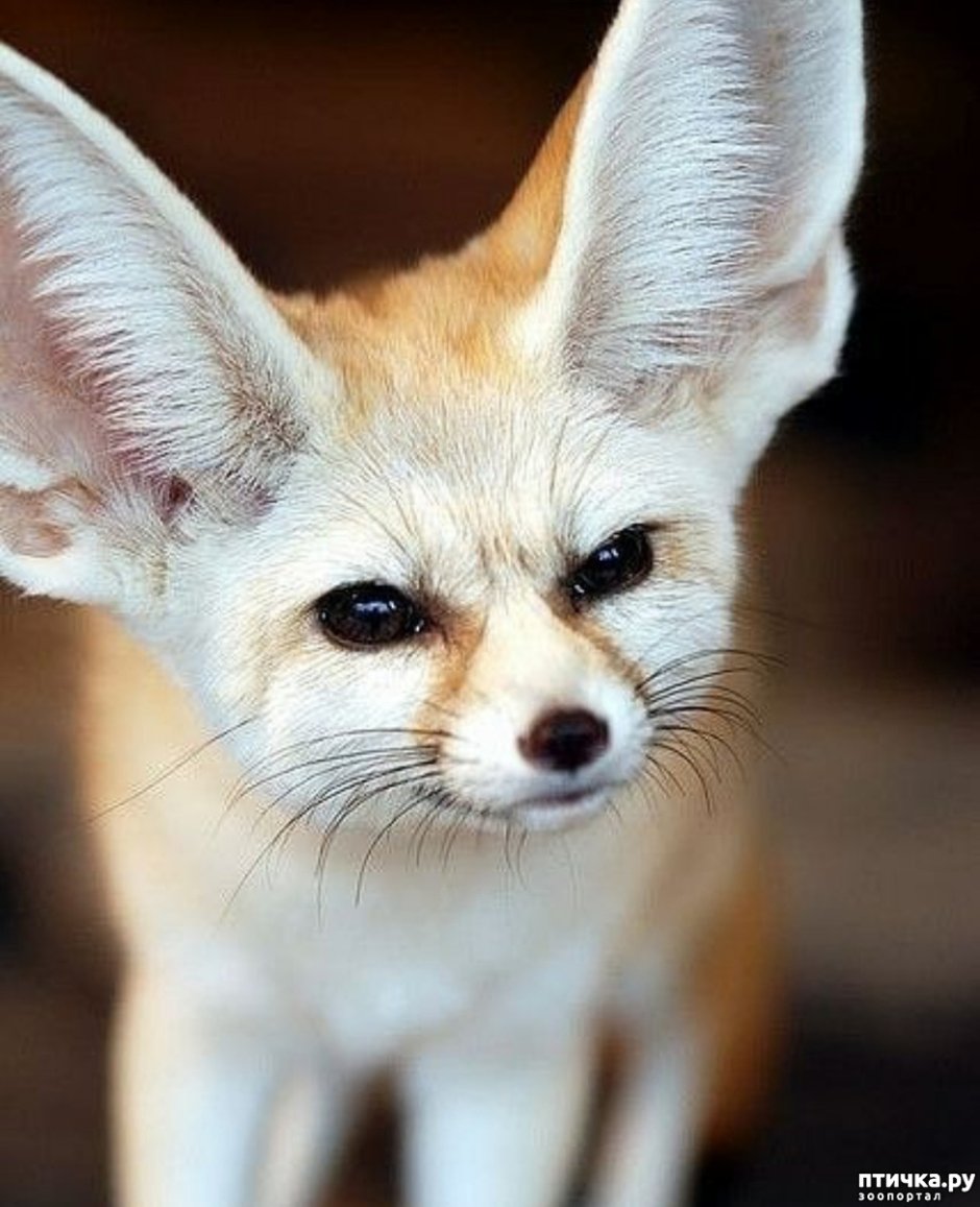 Фенек Фокс собака