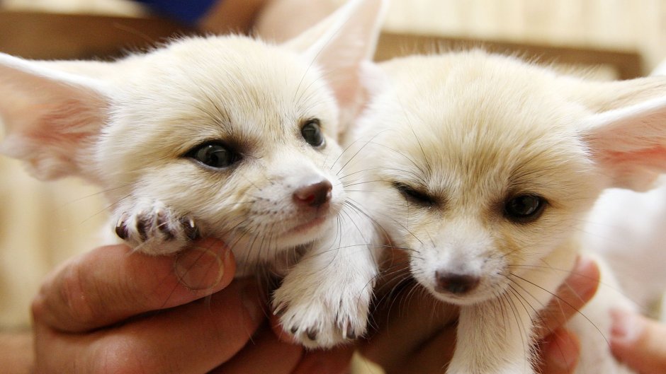 Лисички фенек