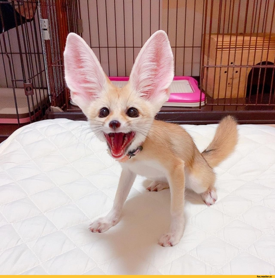 Фенек флаффи