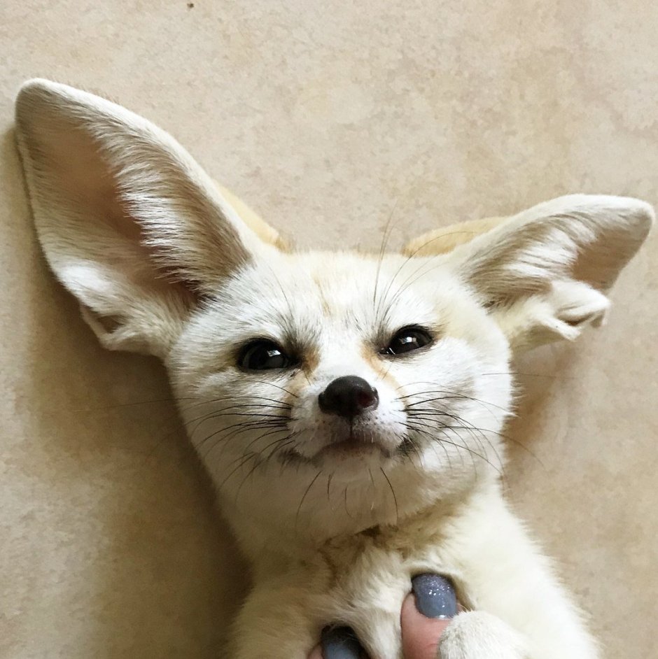 Фенек палитра