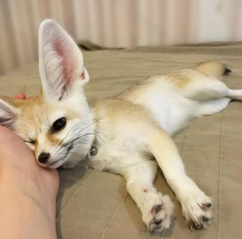 Фенек Эстетика