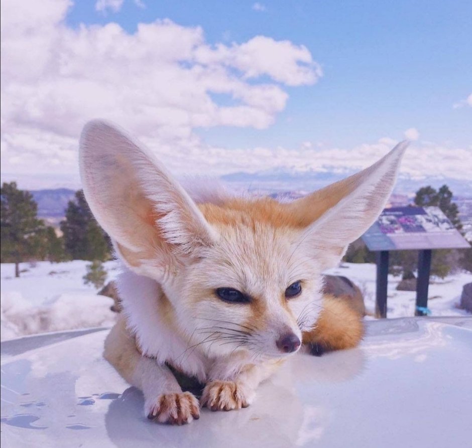 Фенек Фокс порода собак