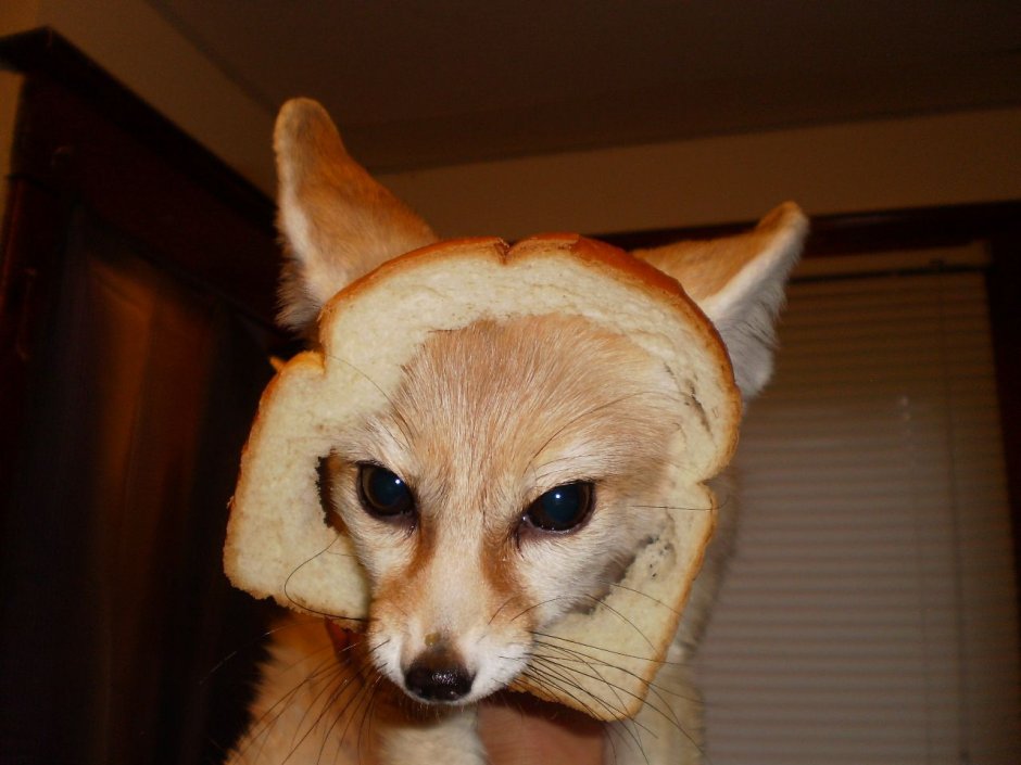 Порода фенек