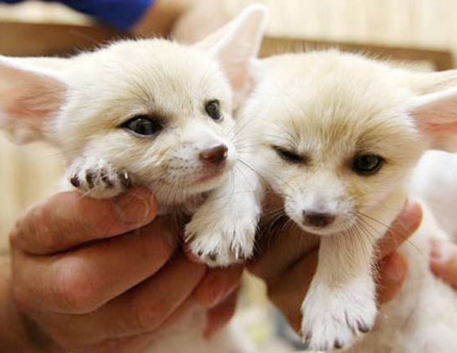 Фенек Фокс собака