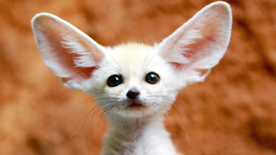 Фенек щенок