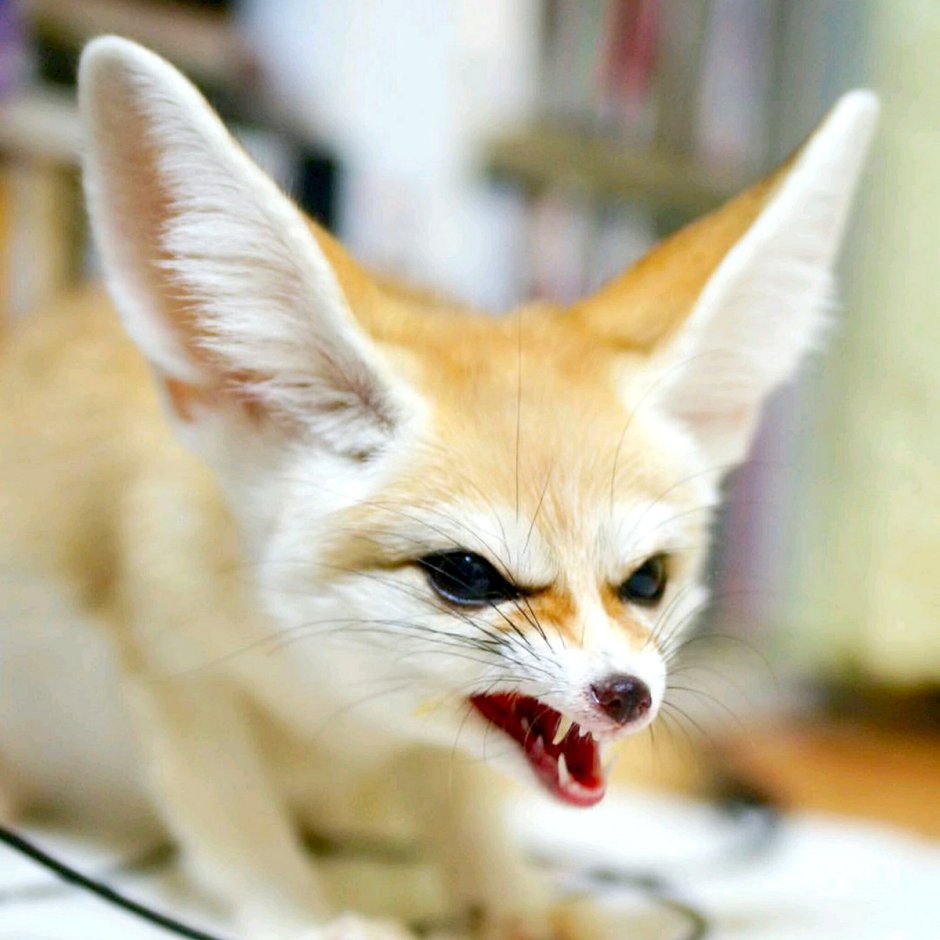 Фенек лапки подушечки