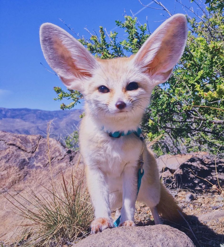 Лисичка фенек улыбается