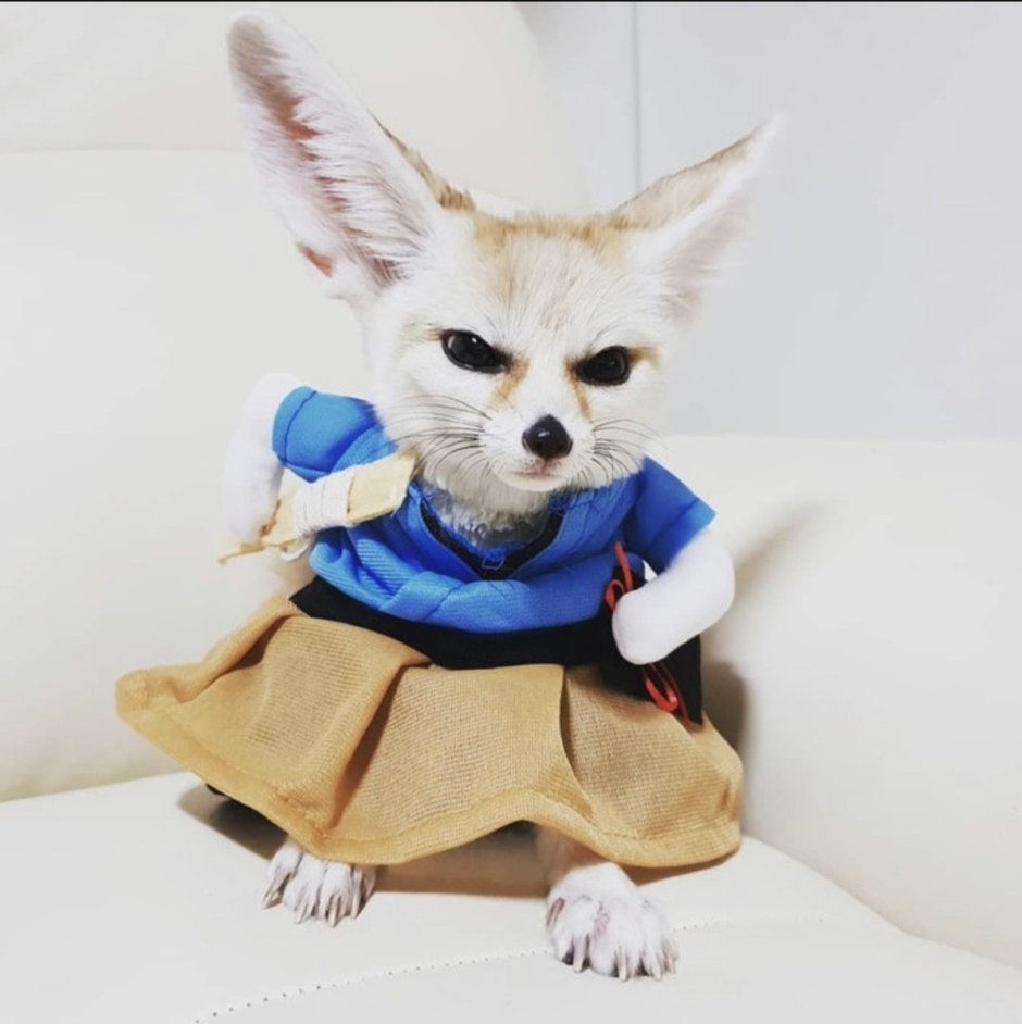 Фенек Папийон