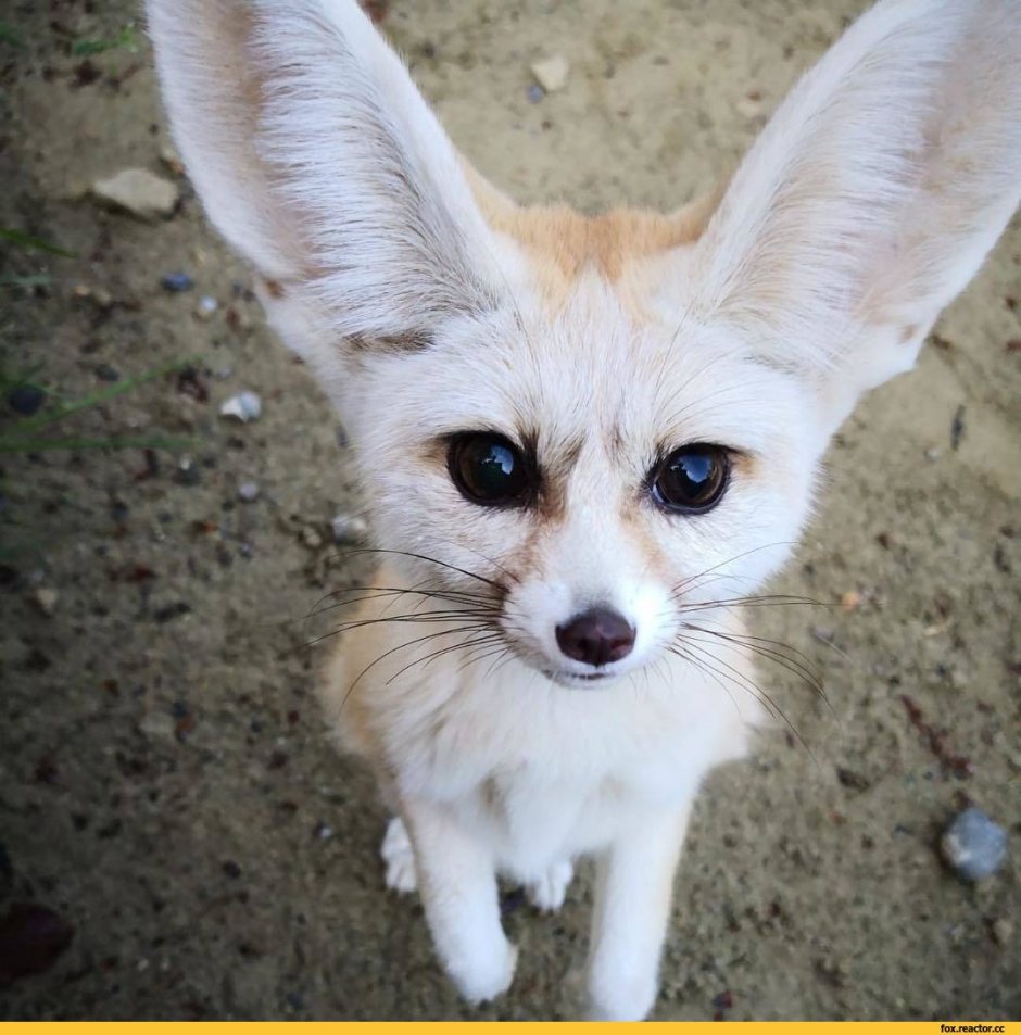 Fennec Fox адопт ми