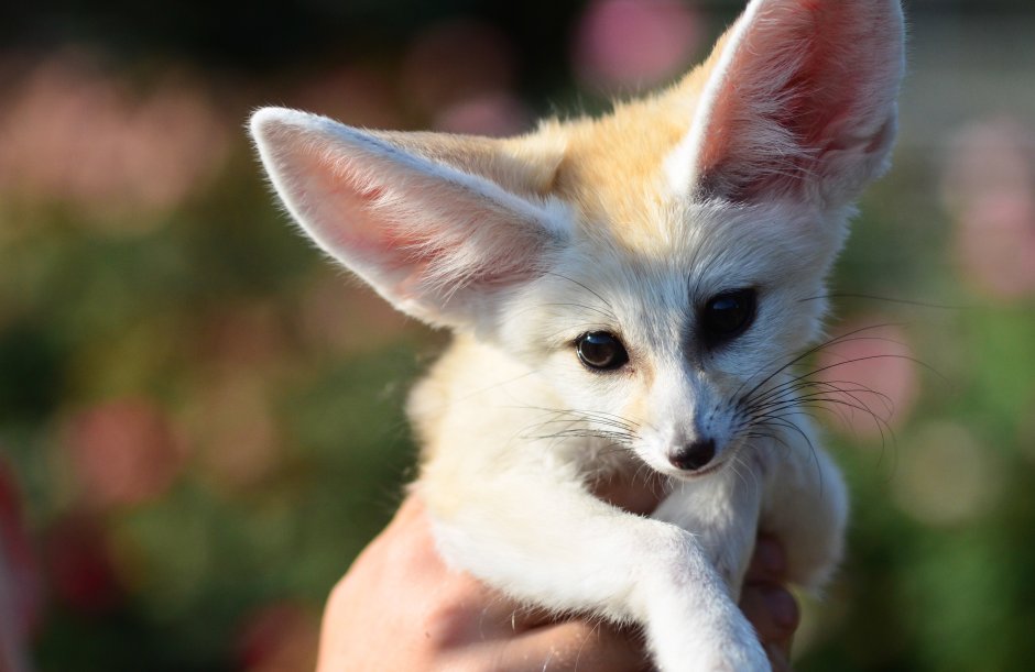 Мини Лисичка фенек