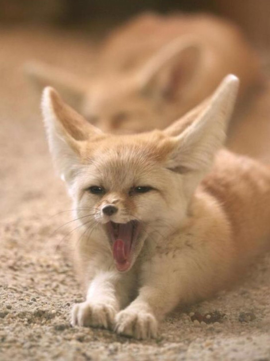 Карликовая лиса фенек