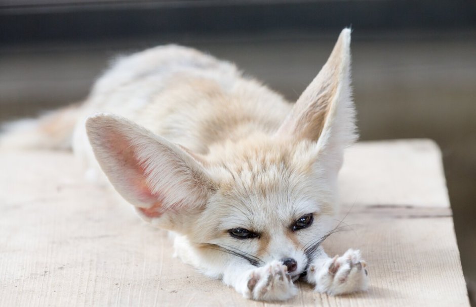 Фенек Соммер