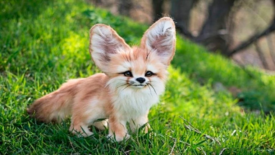 Фенек кушает