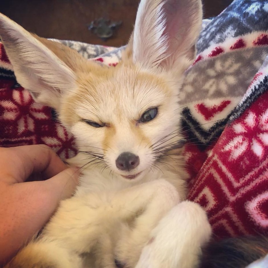 Лиса фенек злится