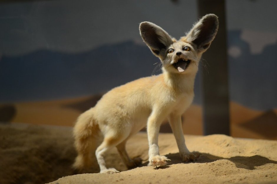 Карликовая лиса фенек