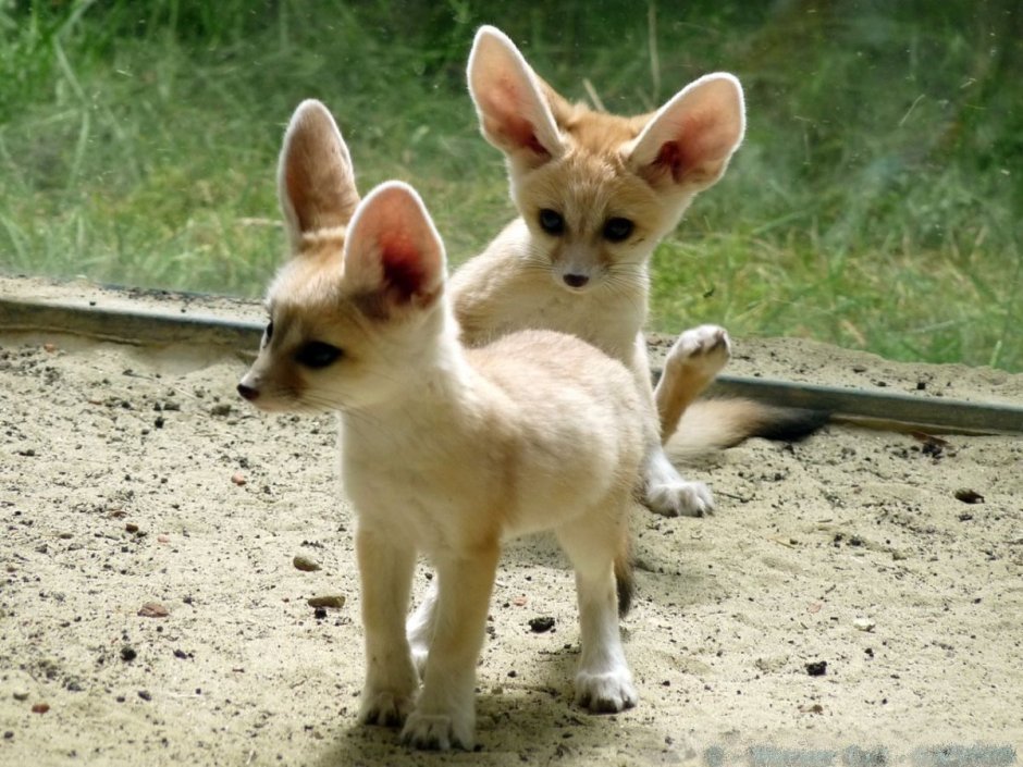 Мини Лисичка фенек