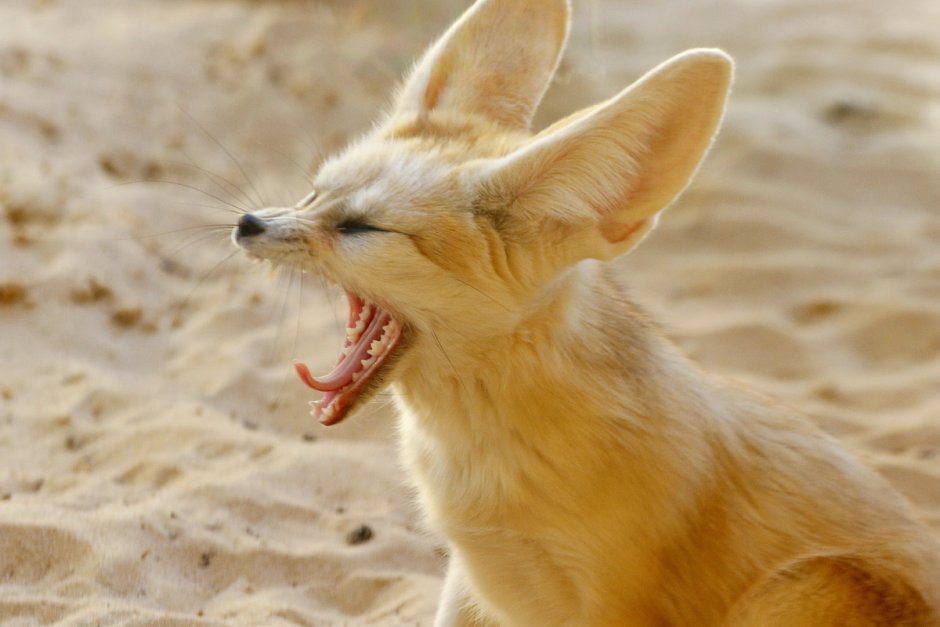 Домашняя Лисичка фенек