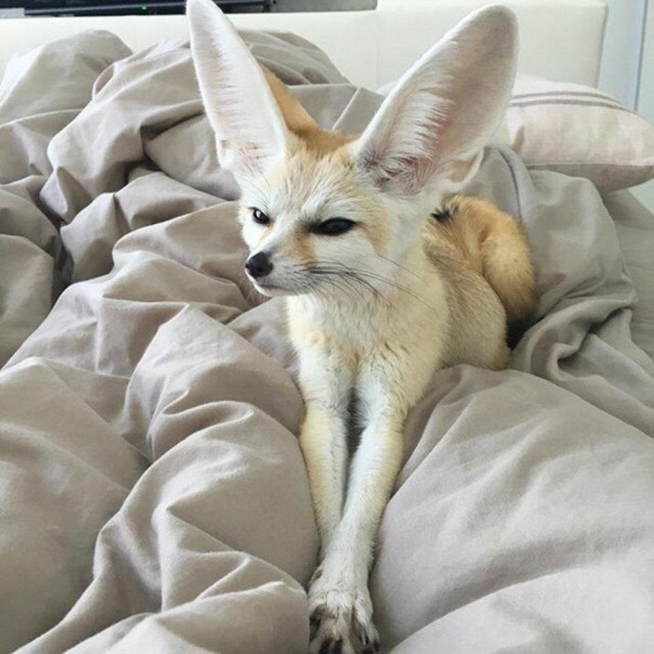 Лисица фенек