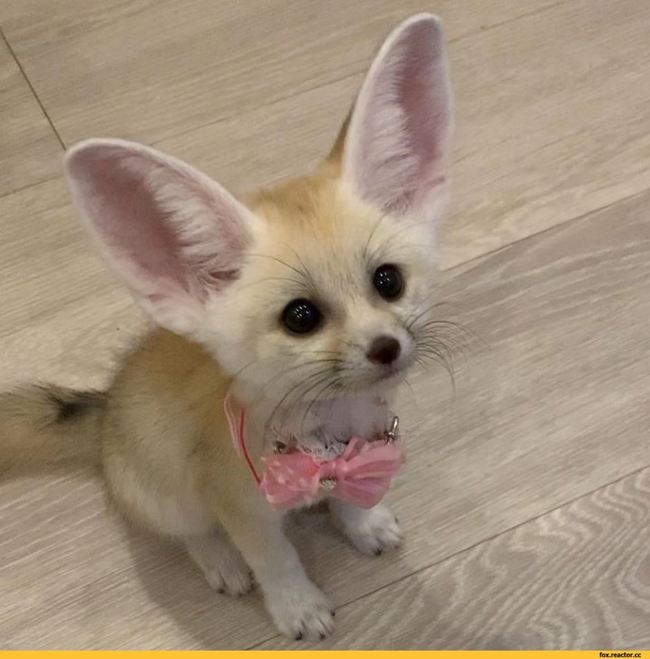 Африканская Лисичка фенек