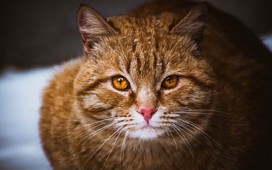 Кошка белая