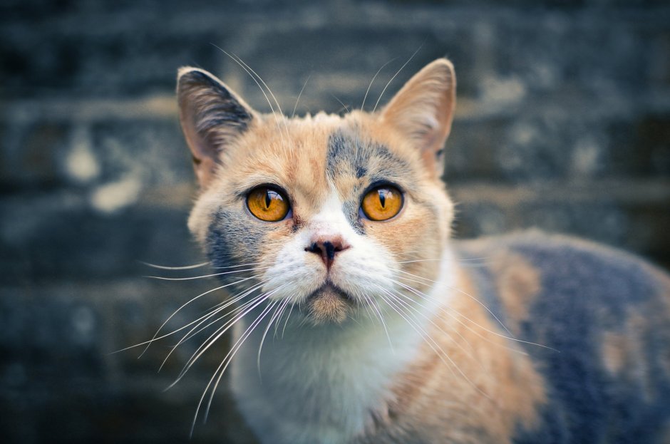 Кот с янтарными глазами