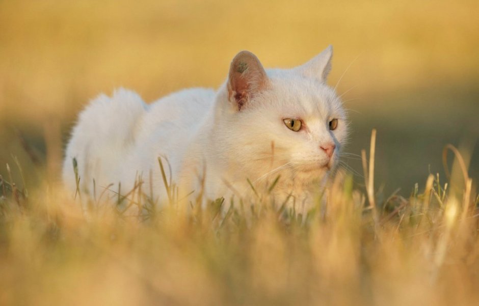 Белая кошка с желтыми глазами