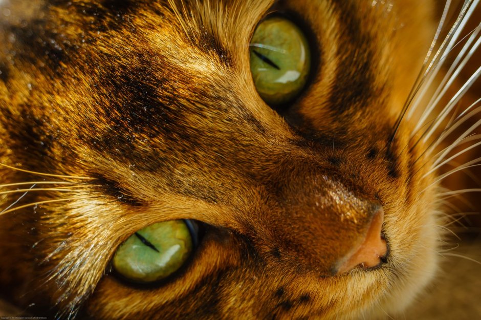 Бело коричневая кошка