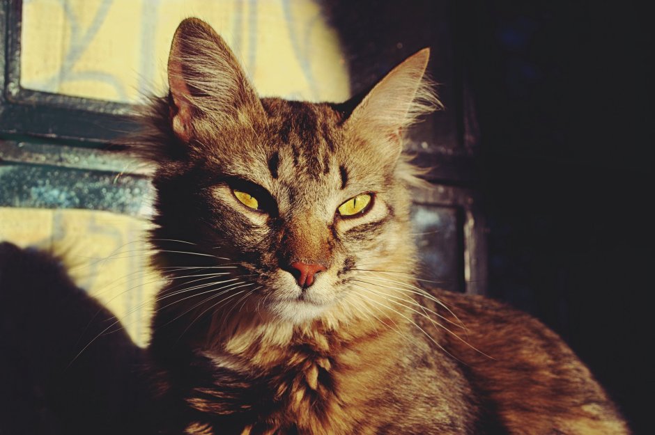 Чёрный кот