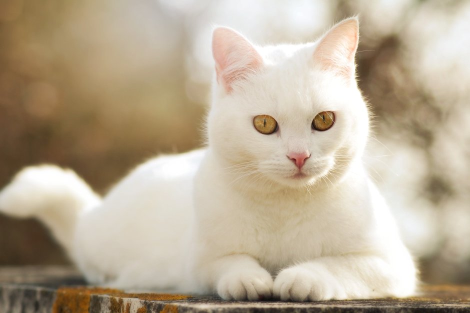 Персидский кот черный