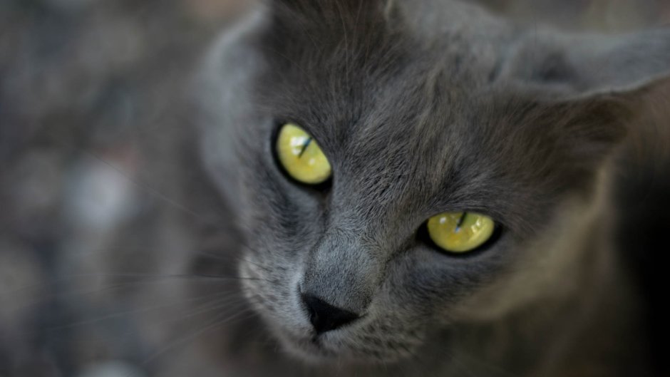 Кошачий глаз