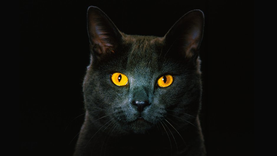 Коты Воители черная кошка с желтыми глазами