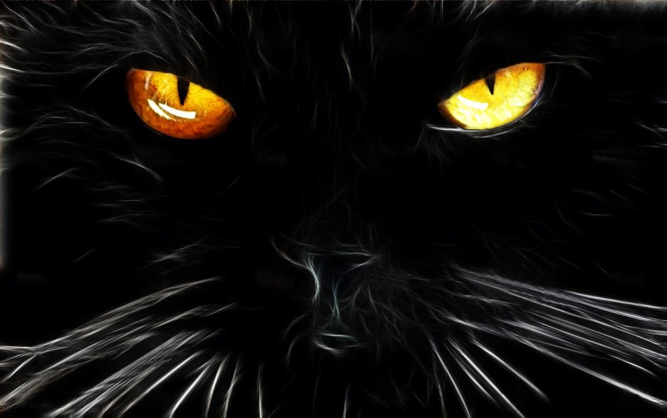 Чёрный кот