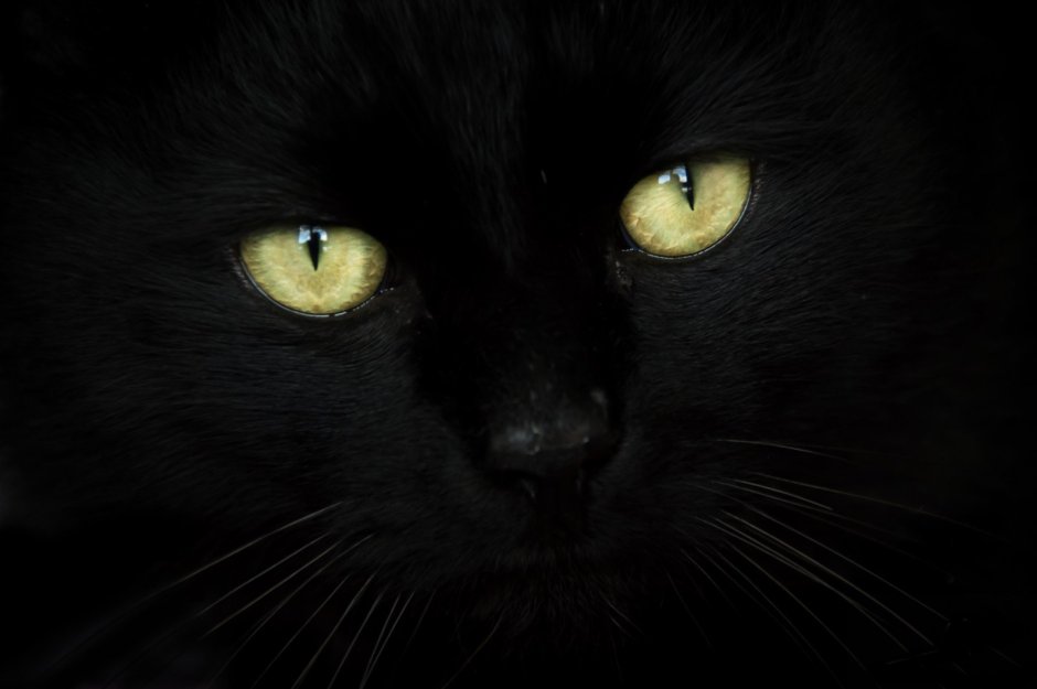 Коты Воители бурый