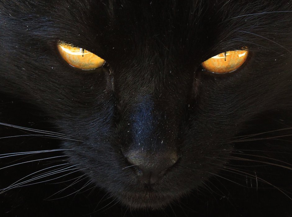 Кошка серая