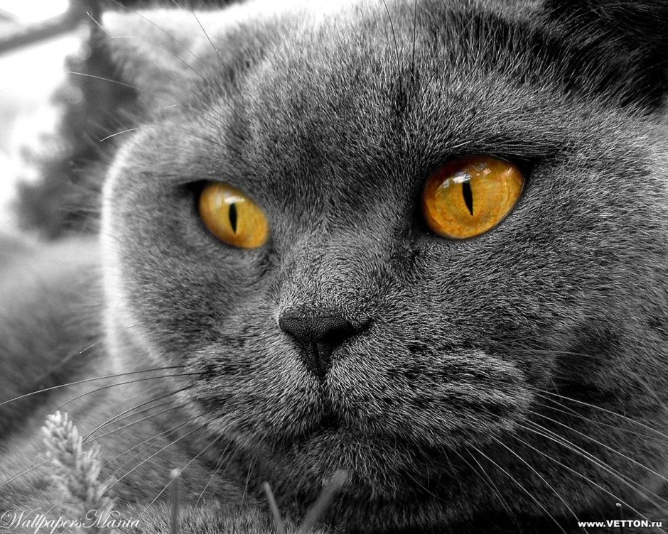 Кошка с желтыми глазами