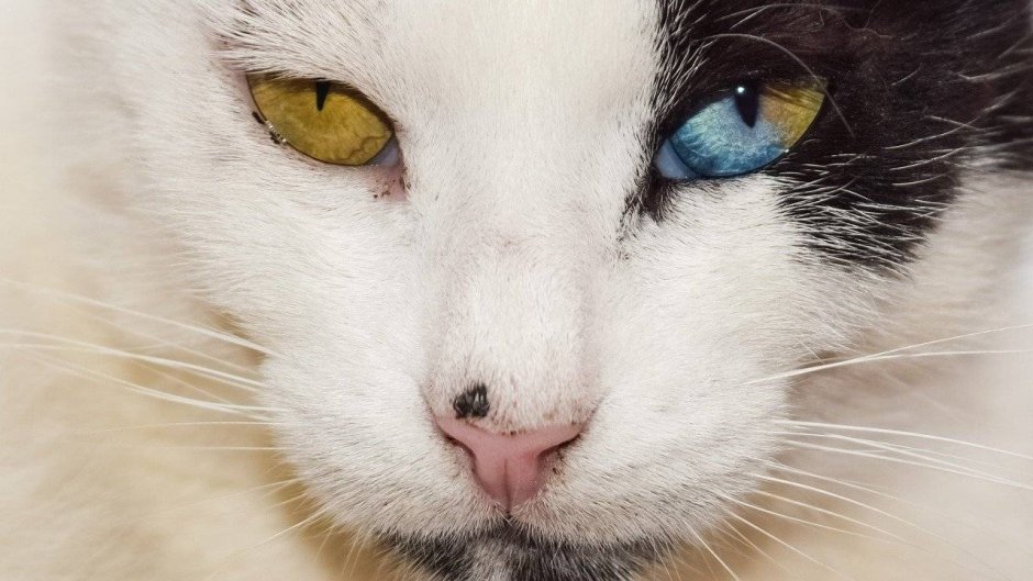 Кошачьи глаза на черном фоне