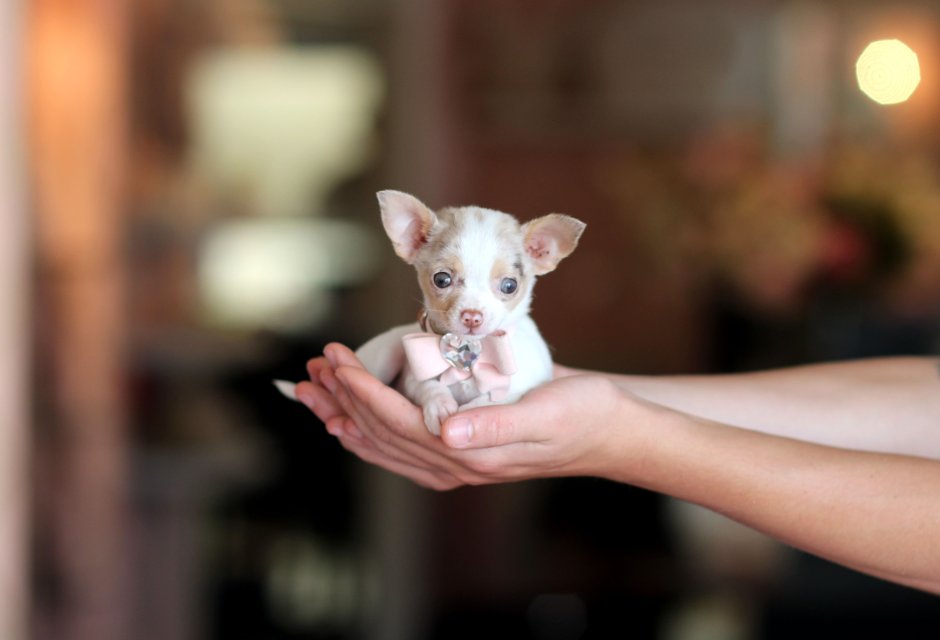 Teacup Chihuahua Puppy